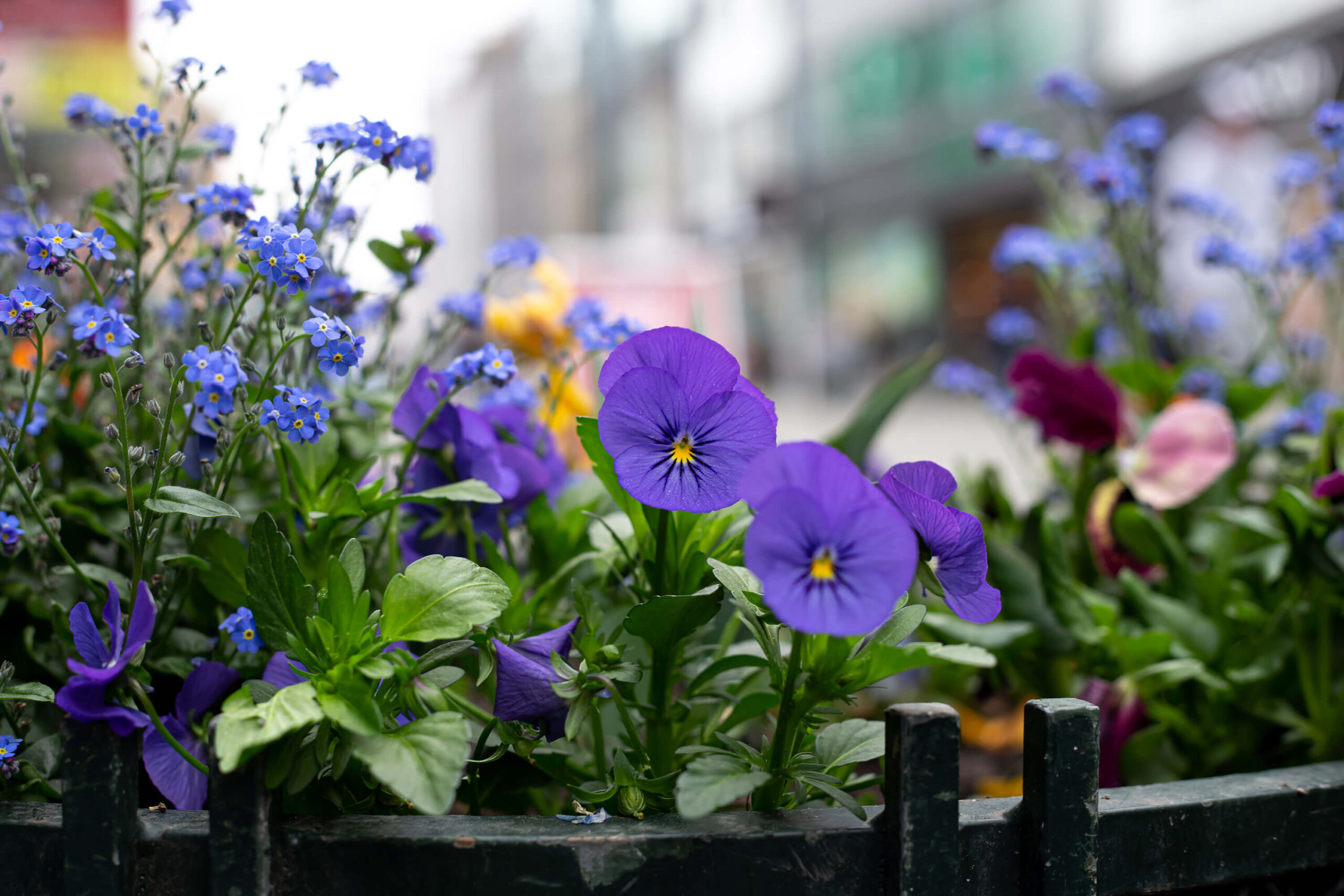 Hoa Violet – Gợi cảm cuốn hút